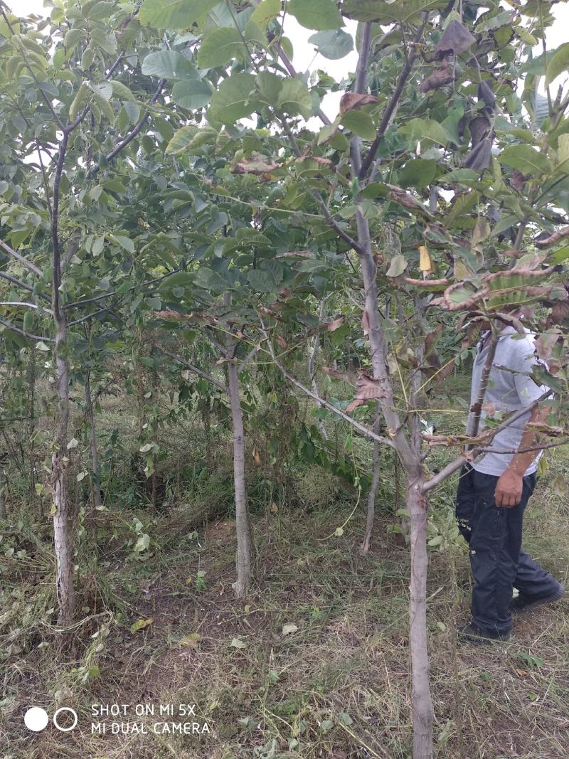 樱花3公分樱花树早樱和晚樱的区别8公分日本早樱