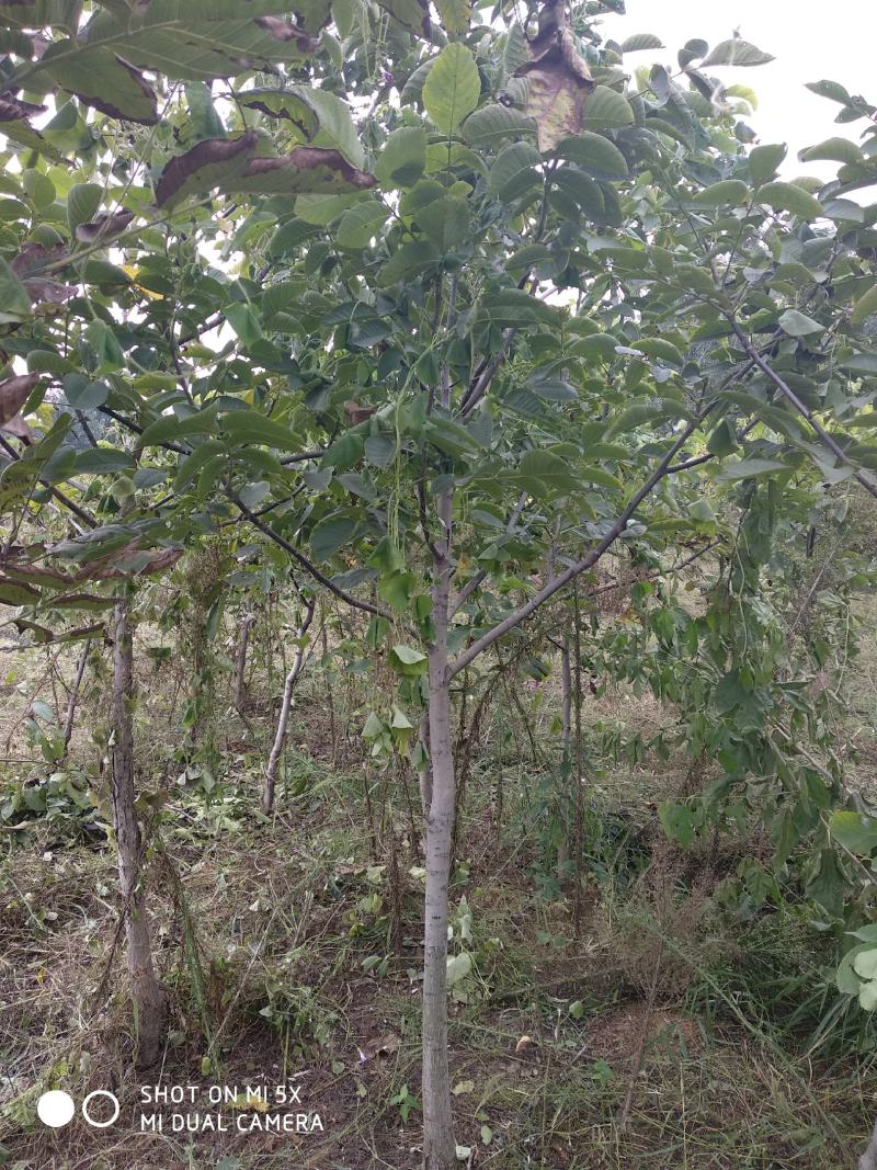 樱花3公分樱花树早樱和晚樱的区别8公分日本早樱