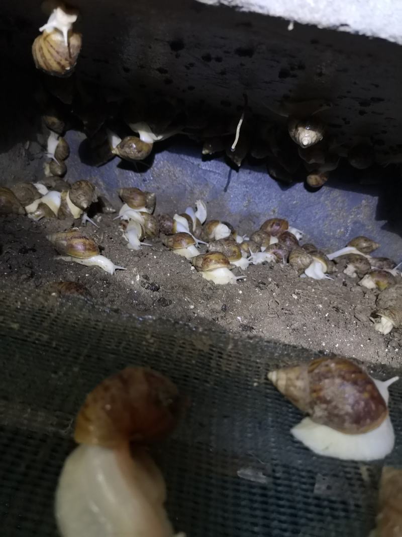 30～50克优质白玉蜗牛