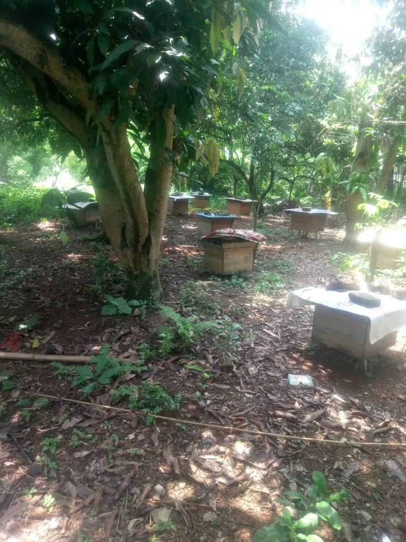 百花蜜自己家果园养的中蜂百花蜜蜂蜜蜜糖原蜜无添加剂