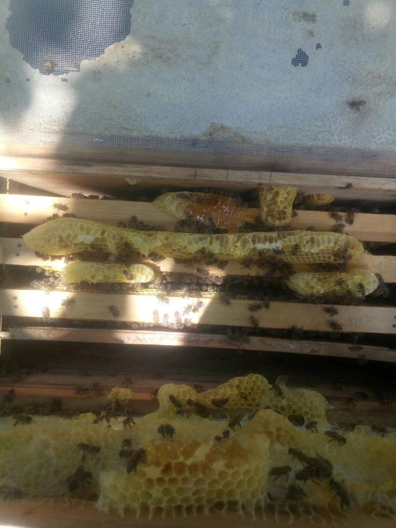 百花蜜自己家果园养的中蜂百花蜜蜂蜜蜜糖原蜜无添加剂