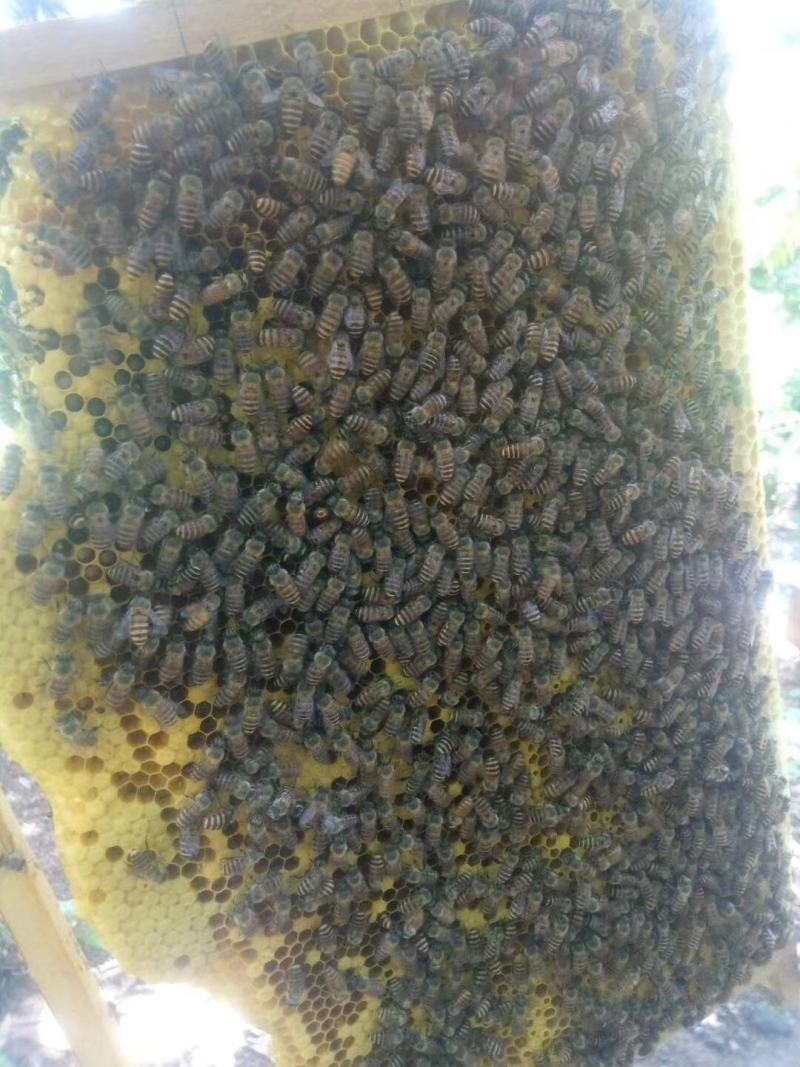 百花蜜自己家果园养的中蜂百花蜜蜂蜜蜜糖原蜜无添加剂
