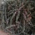 振兴药材批发荆芥穗产地直销常年大货荆芥穗