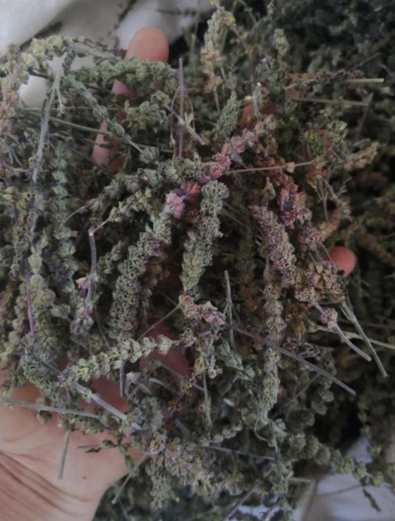 振兴药材批发荆芥穗产地直销常年大货荆芥穗