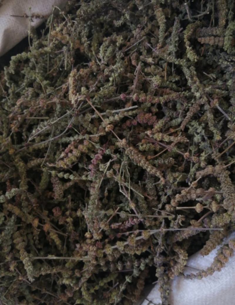 振兴药材批发荆芥穗产地直销常年大货荆芥穗