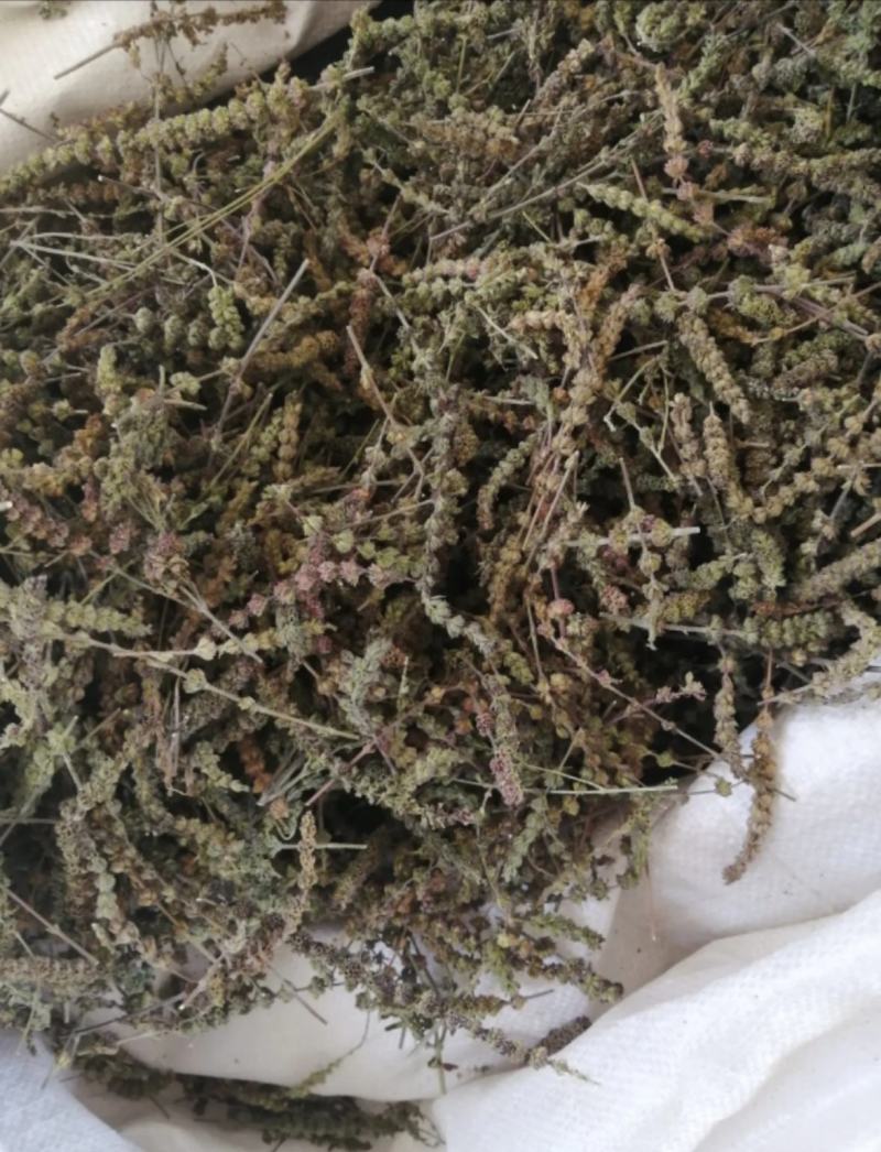 振兴药材批发荆芥穗产地直销常年大货荆芥穗