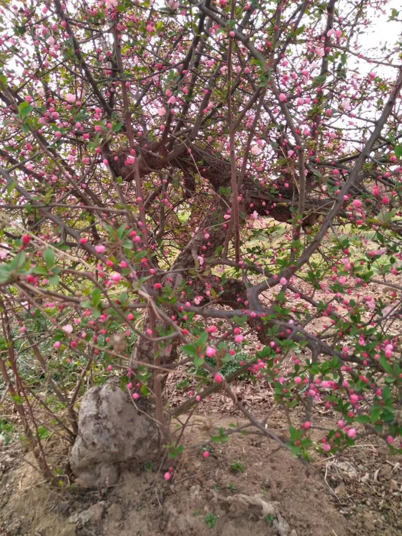 百年《古桩垂丝海棠》盆景；花期3-4月，果期9-10月。