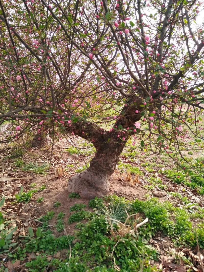 百年《古桩垂丝海棠》盆景；花期3-4月，果期9-10月。