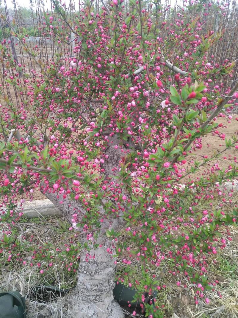 百年《古桩垂丝海棠》盆景；花期3-4月，果期9-10月。