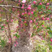 百年《古桩垂丝海棠》盆景；花期3-4月，果期9-10月。