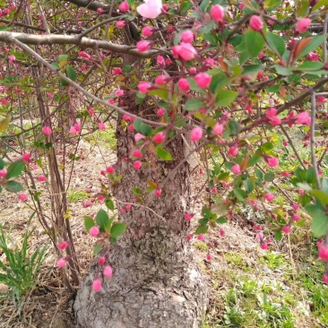 百年《古桩垂丝海棠》盆景；花期3-4月，果期9-10月。