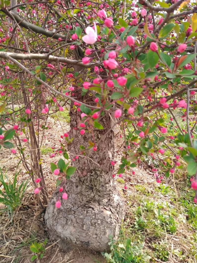 百年《古桩垂丝海棠》盆景；花期3-4月，果期9-10月。