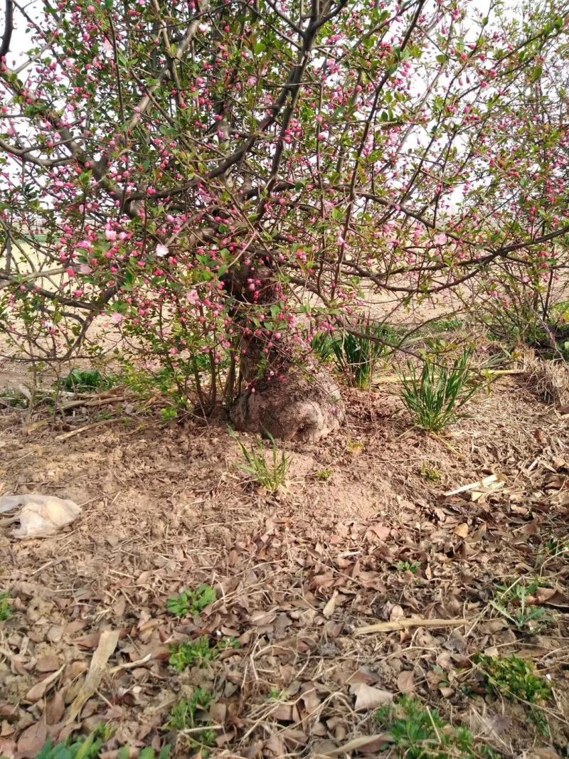 百年《古桩垂丝海棠》盆景；花期3-4月，果期9-10月。