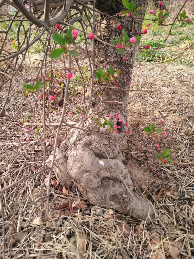 百年《古桩垂丝海棠》盆景；花期3-4月，果期9-10月。