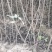 山桃苗山桃苗价格山西山桃苗价格优惠量大耐寒耐旱欢迎采购