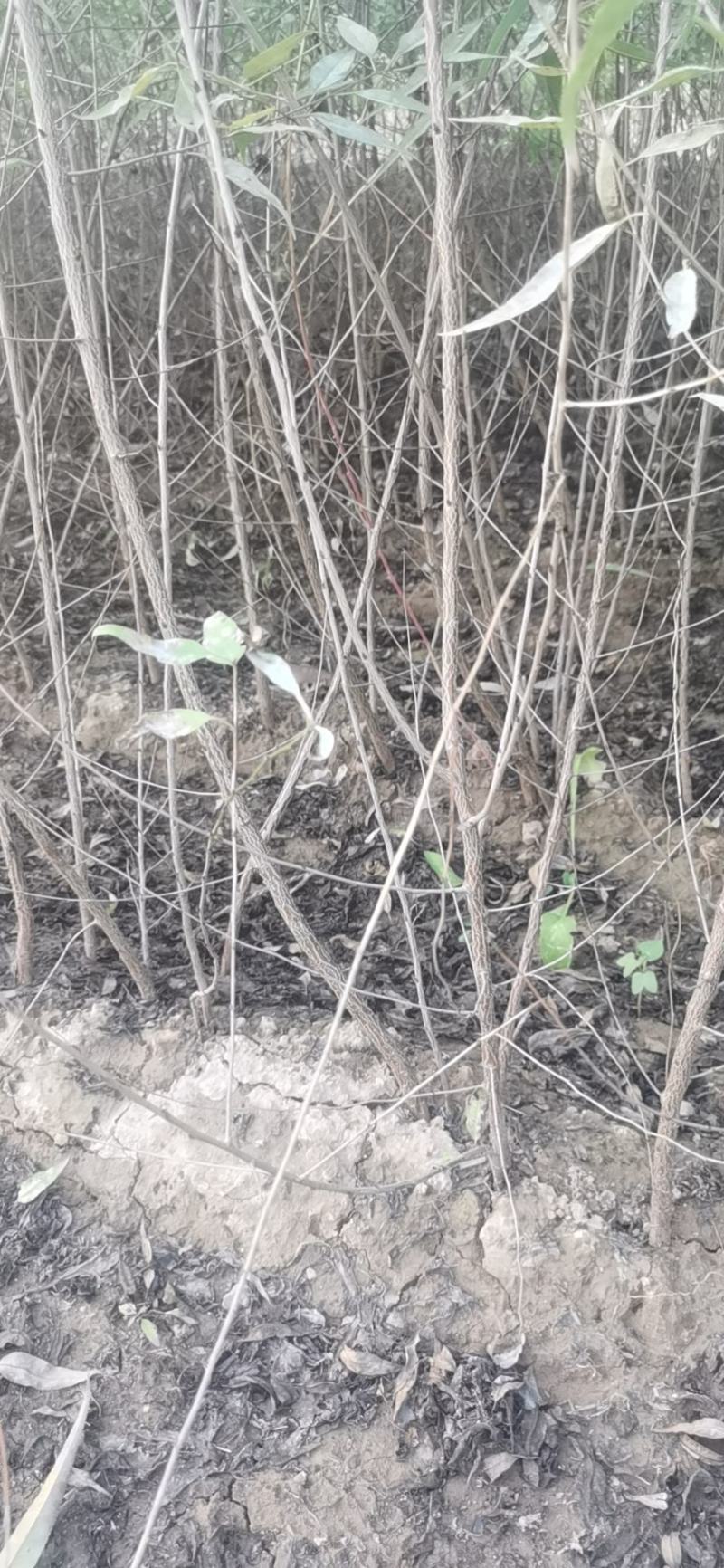 山桃苗山桃苗价格山西山桃苗价格优惠量大耐寒耐旱欢迎采购