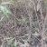 山桃苗山桃苗价格山西山桃苗价格优惠量大耐寒耐旱欢迎采购