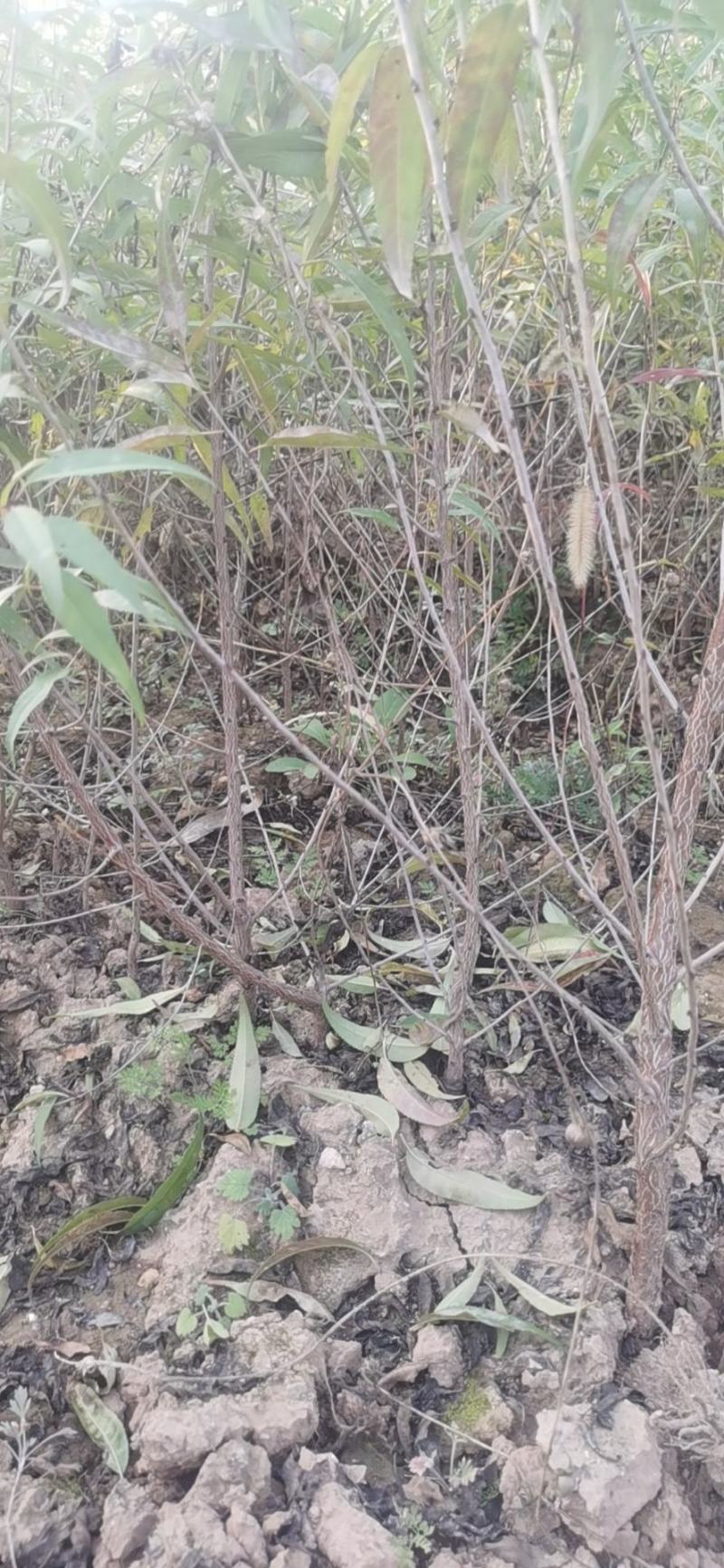 山桃苗山桃苗价格山西山桃苗价格优惠量大耐寒耐旱欢迎采购