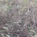 山桃苗山桃苗价格山西山桃苗价格优惠量大耐寒耐旱欢迎采购