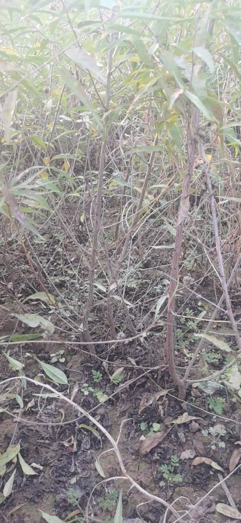 山桃苗山桃苗价格山西山桃苗价格优惠量大耐寒耐旱欢迎采购