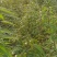 山桃苗山桃苗价格山西山桃苗价格优惠量大耐寒耐旱欢迎采购
