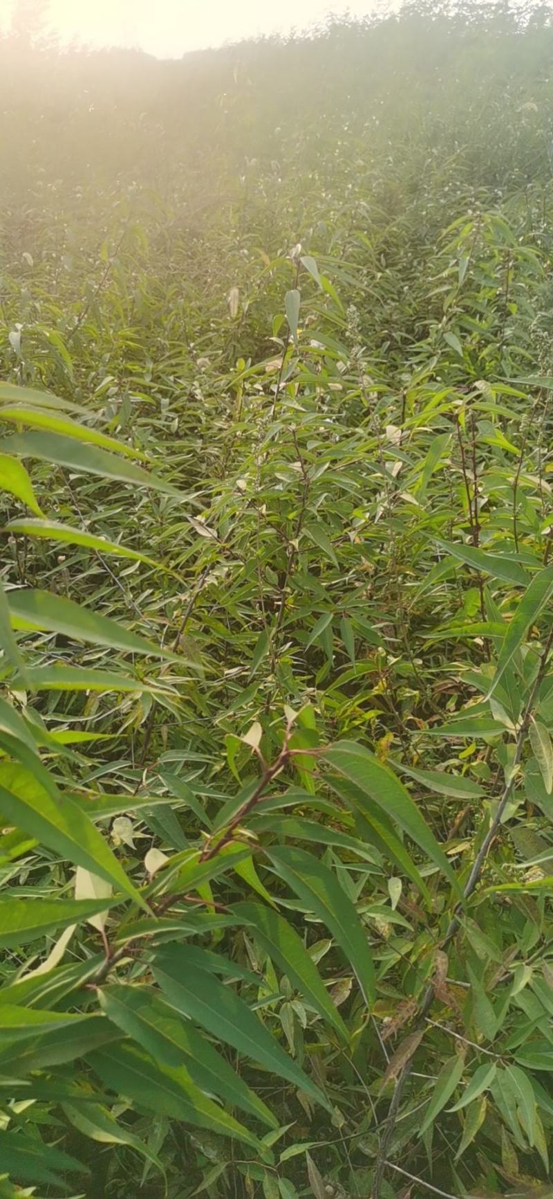 山桃苗山桃苗价格山西山桃苗价格优惠量大耐寒耐旱欢迎采购