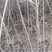 山桃苗山桃苗价格山西山桃苗价格优惠量大耐寒耐旱欢迎采购