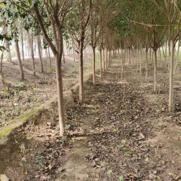 大叶女贞清地处理。非常满意的工程苗