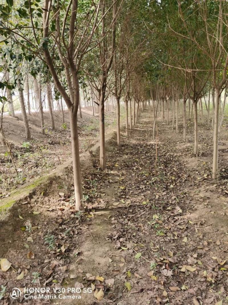 大叶女贞清地处理。非常满意的工程苗