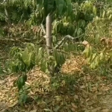 供应桃树苗3-4-5-67-8-15公分占地桃树