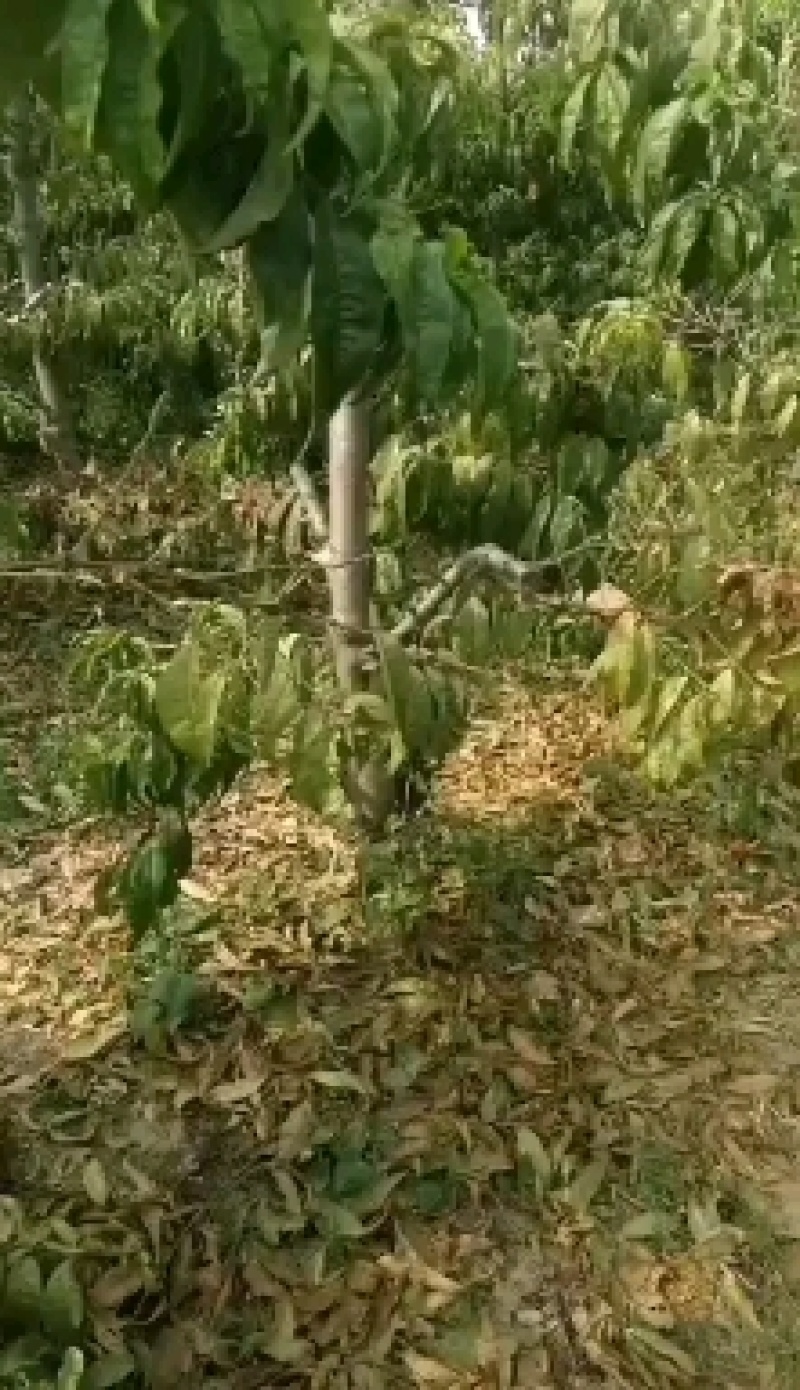 供应桃树苗3-4-5-67-8-15公分占地桃树