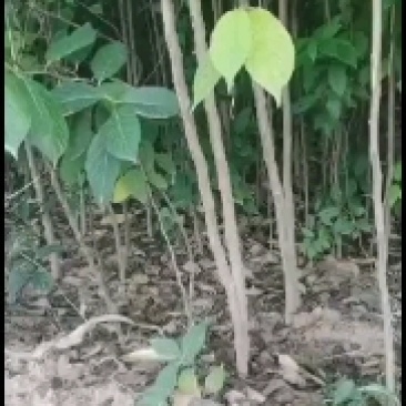 供应1-2-3-4-5-6-7-8公分裸根土球杜仲树苗苗