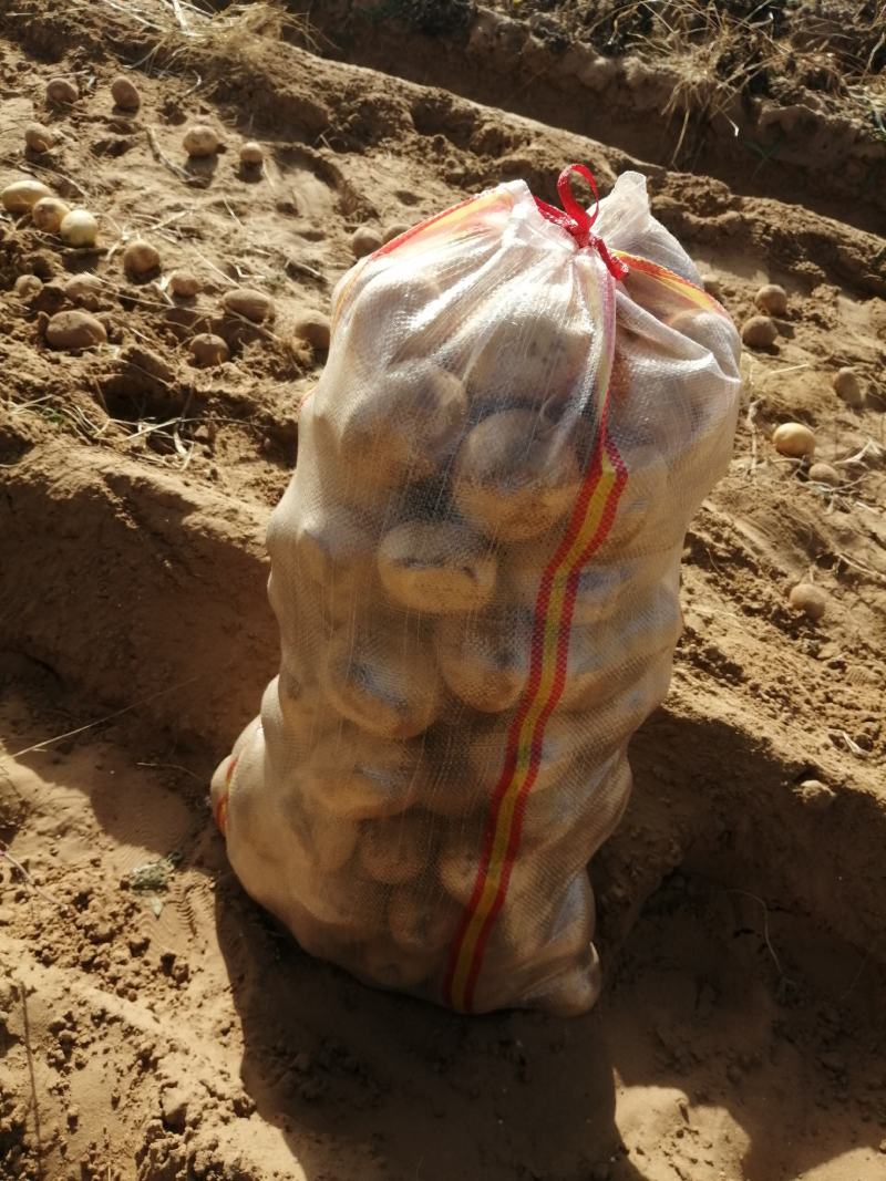 陕北沙地黄心土豆，V7土豆产地售卖，开圈装货，可库存。