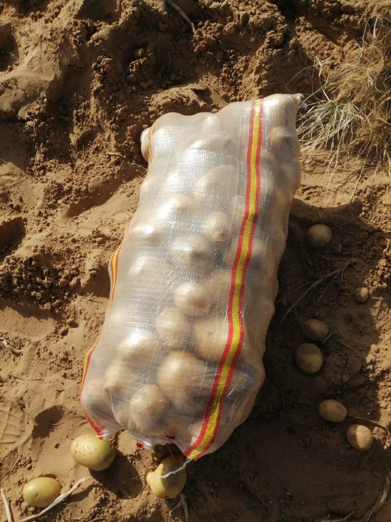 陕北沙地黄心土豆，V7土豆产地售卖，开圈装货，可库存。