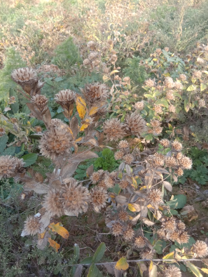 苍术种子，野生移栽北苍术，含量高香味浓。量大可以优惠