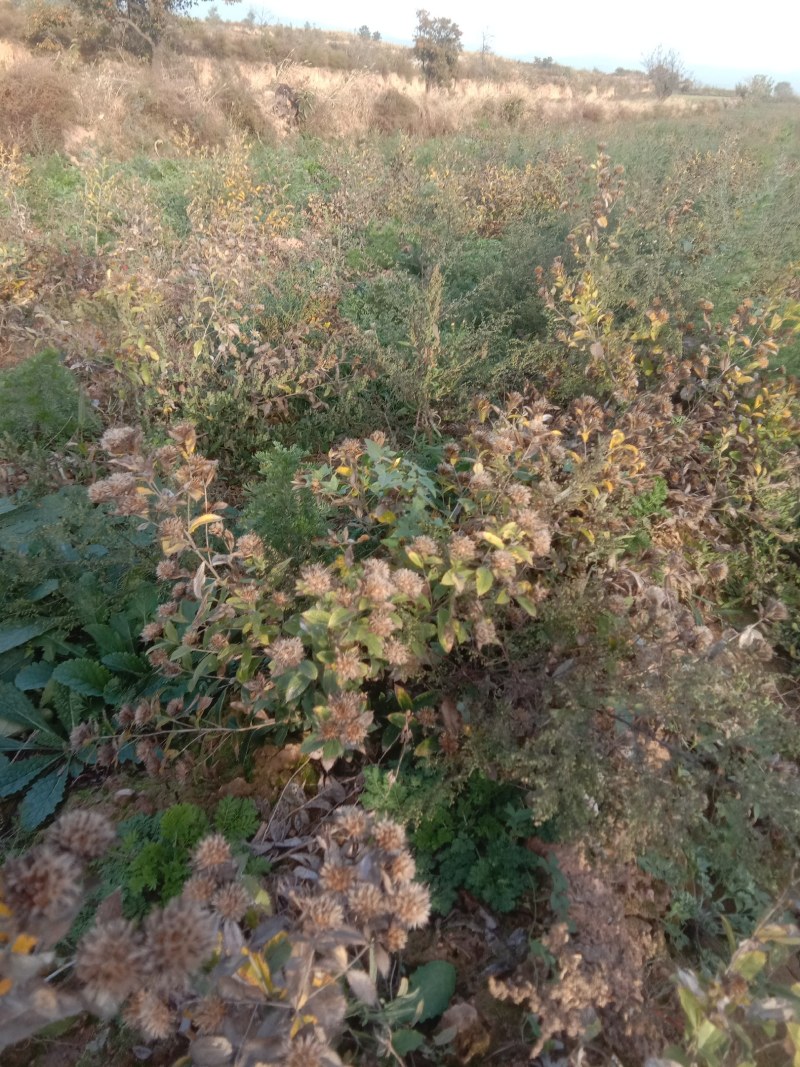 苍术种子，野生移栽北苍术，含量高香味浓。量大可以优惠