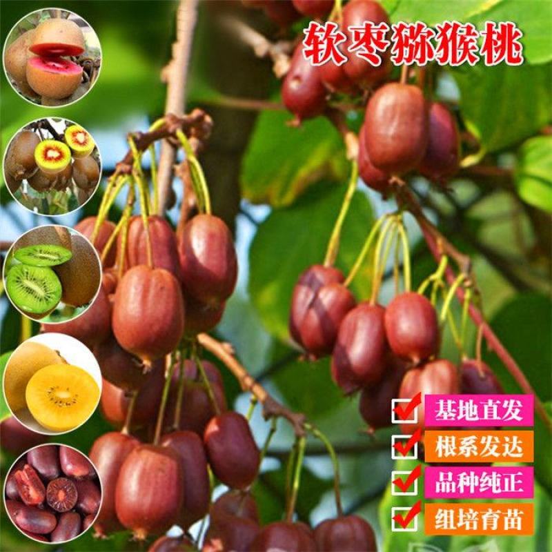 软枣猕猴桃苗奇异果苗猕猴桃苗南北方种植当年结果