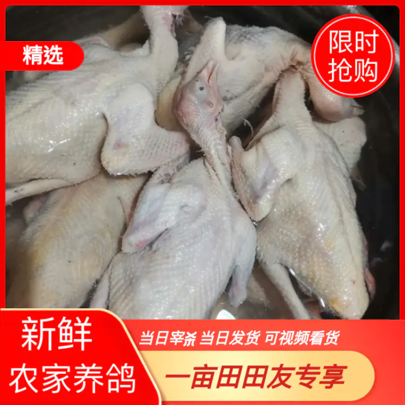 【纯原粮】冰鲜鸽现杀现卖走过路过不要错过