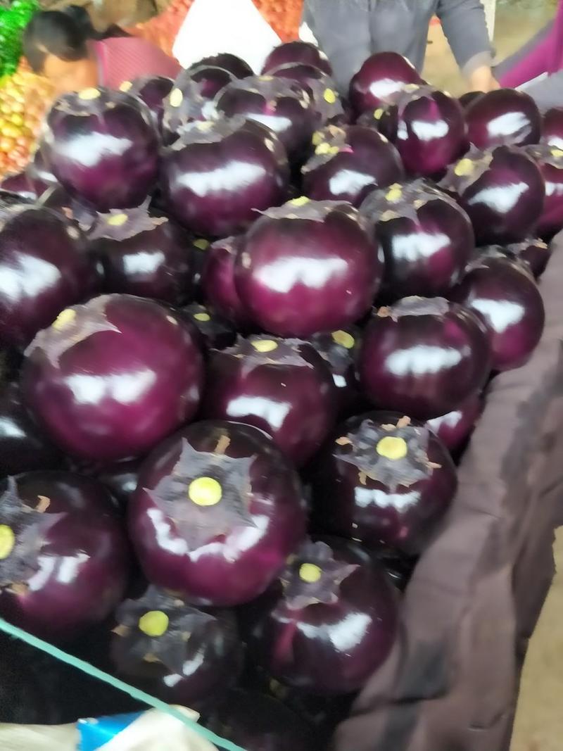 紫光圆茄，红茄子，长茄子等。