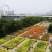 园艺百合种球绿化花海景区可越冬多年生基地自繁