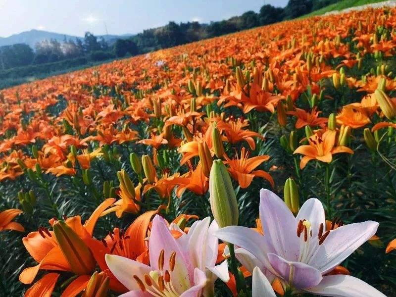 园艺百合种球绿化花海景区可越冬多年生基地自繁