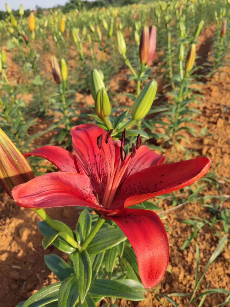 园艺百合种球绿化花海景区可越冬多年生基地自繁