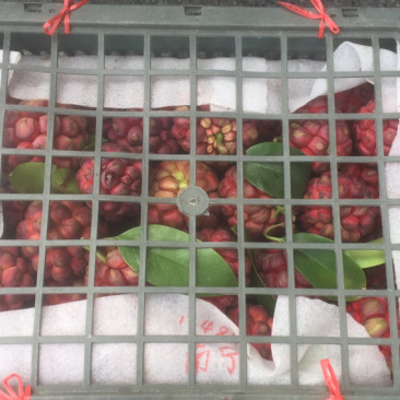 农家优质布福娜大量出售，广西灌阳专供