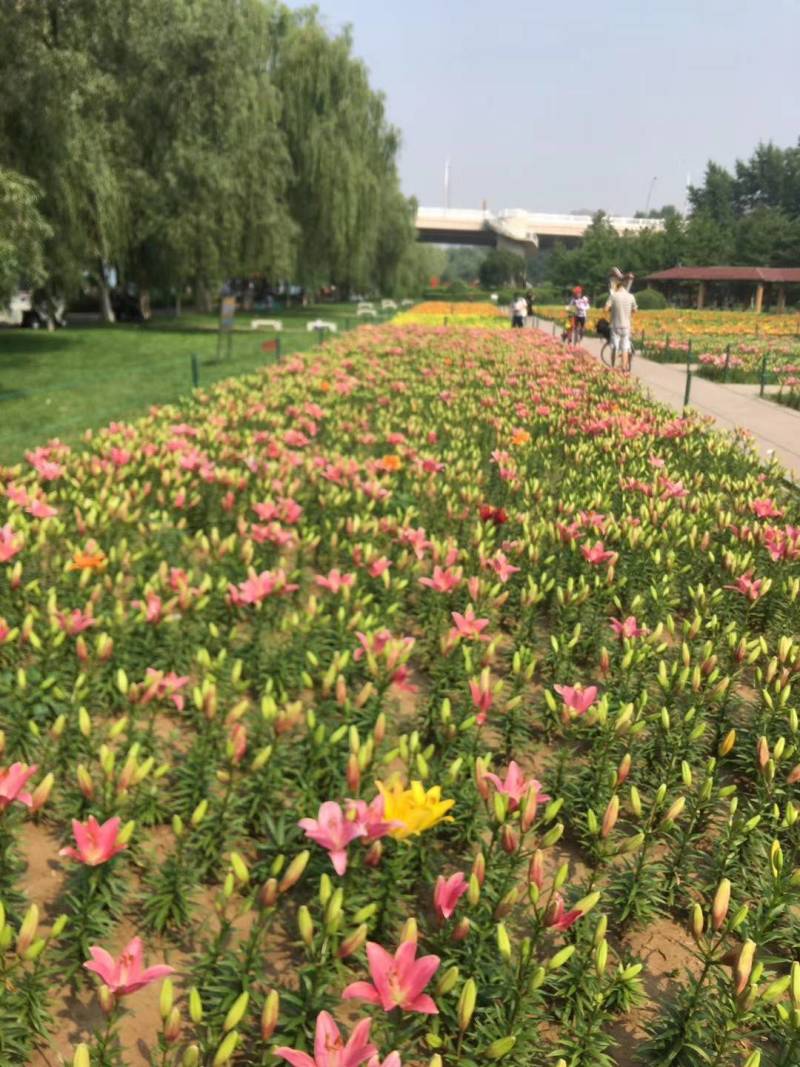 园艺百合种球绿化花海景区可越冬多年生基地自繁