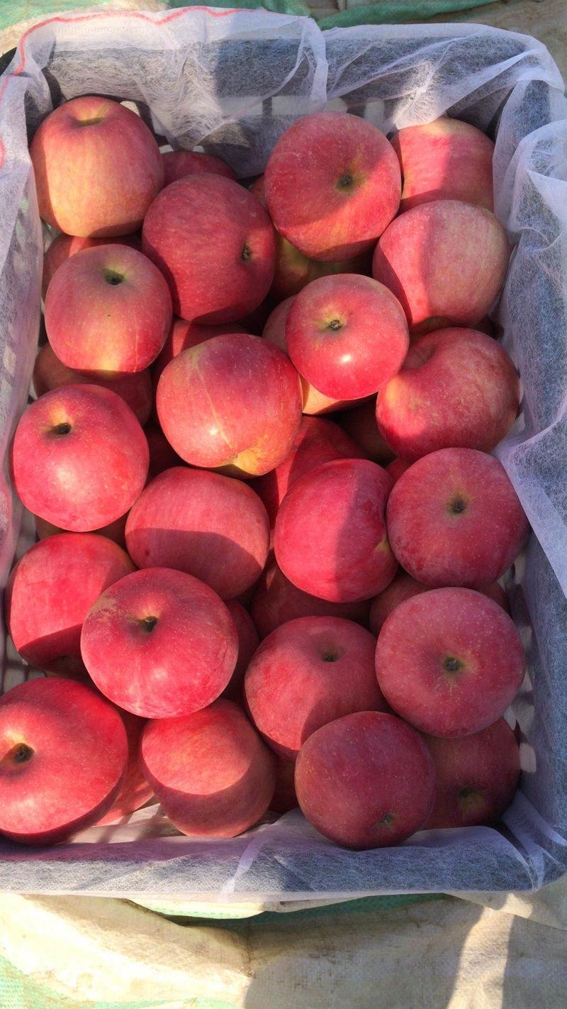 山东【红富士】苹果口感脆甜产地大量供应颜色好果型正