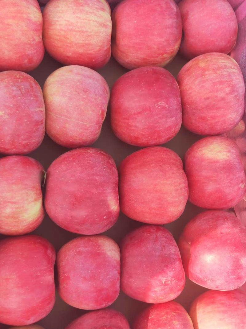 山东【红富士】苹果口感脆甜产地大量供应颜色好果型正