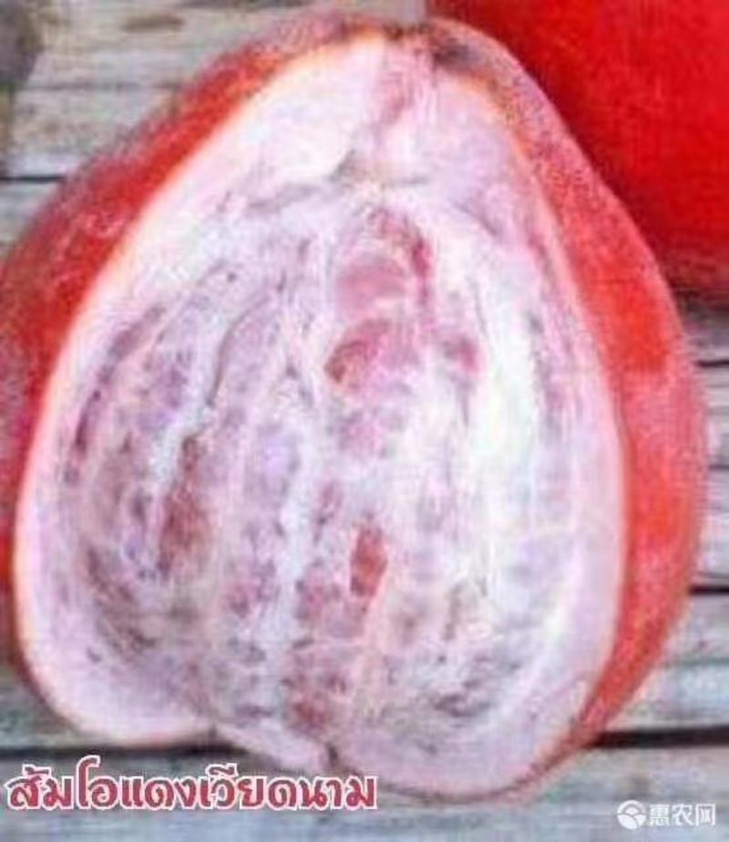 泰国暹罗红柚嫁接苗暹罗红柚苗