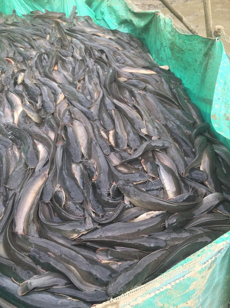 广西贵港市成品鱼埃及鱼埃及塘虱胡子鲶鱼（1-6斤）