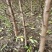 毛桃树苗规格齐全0.8-3公分1-2年苗量大从优