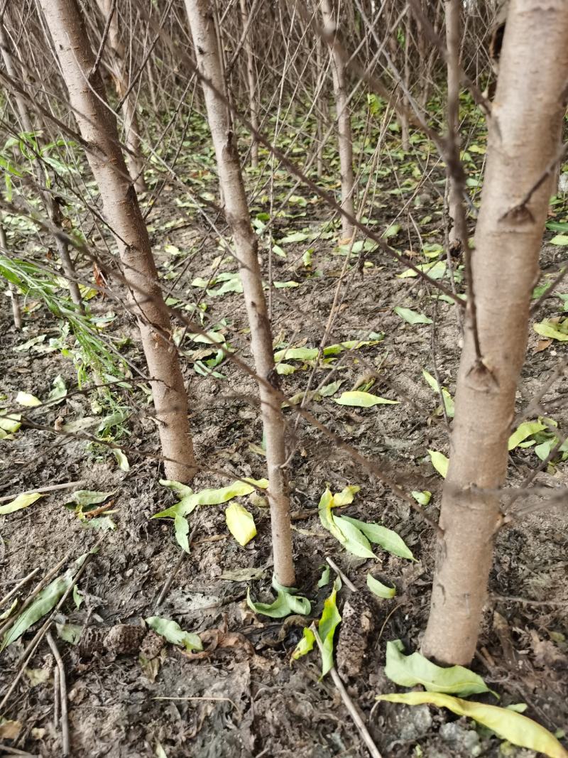 毛桃树苗规格齐全0.8-3公分1-2年苗量大从优